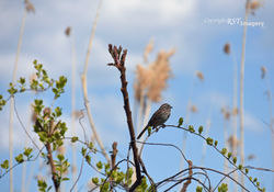 BR-141 Sparrow DSC_1398 (c) sm