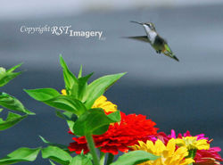 BR-100 Hummingbird and Dahlias