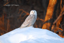 Snowy Owl – Odiorne Point – Rye NH BR-0