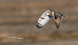 BR-143 Short Ear DSC_RST sm