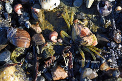 Baby Crab - Tide Pool SL-0020