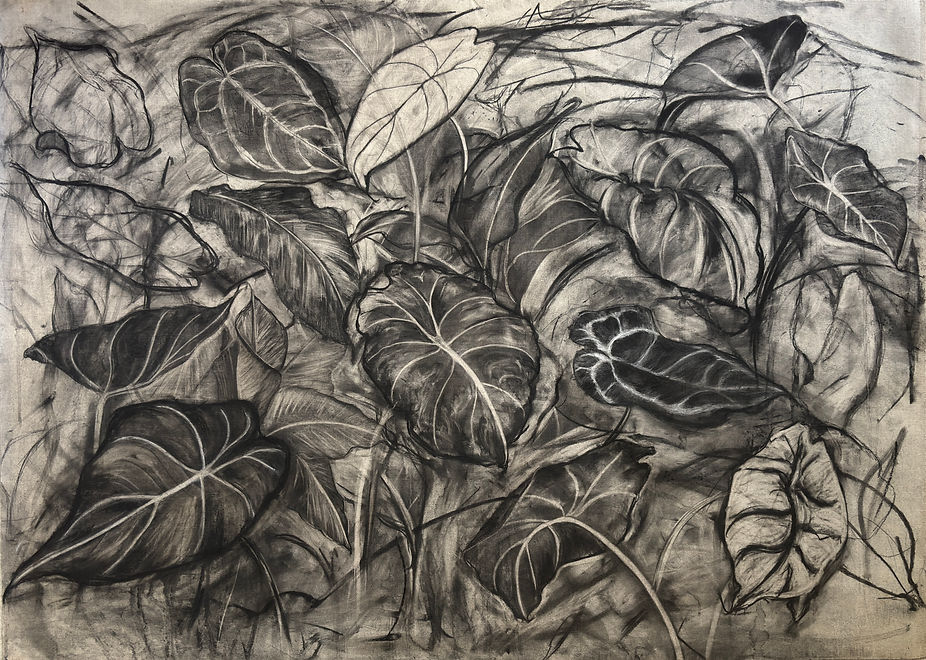 Still Growing I - Charcoal on Linen.jpg