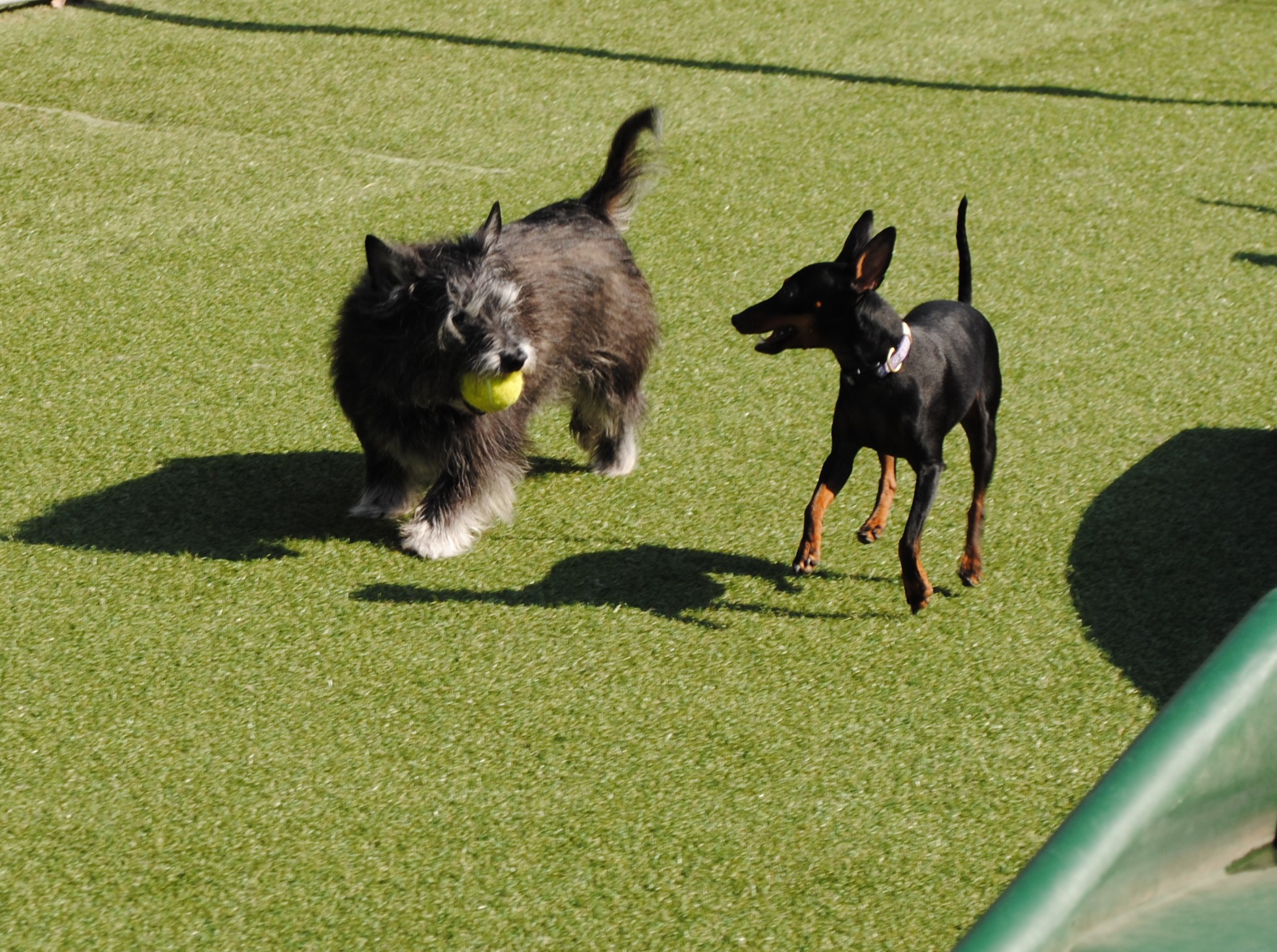 GALLERY lonepinekennel