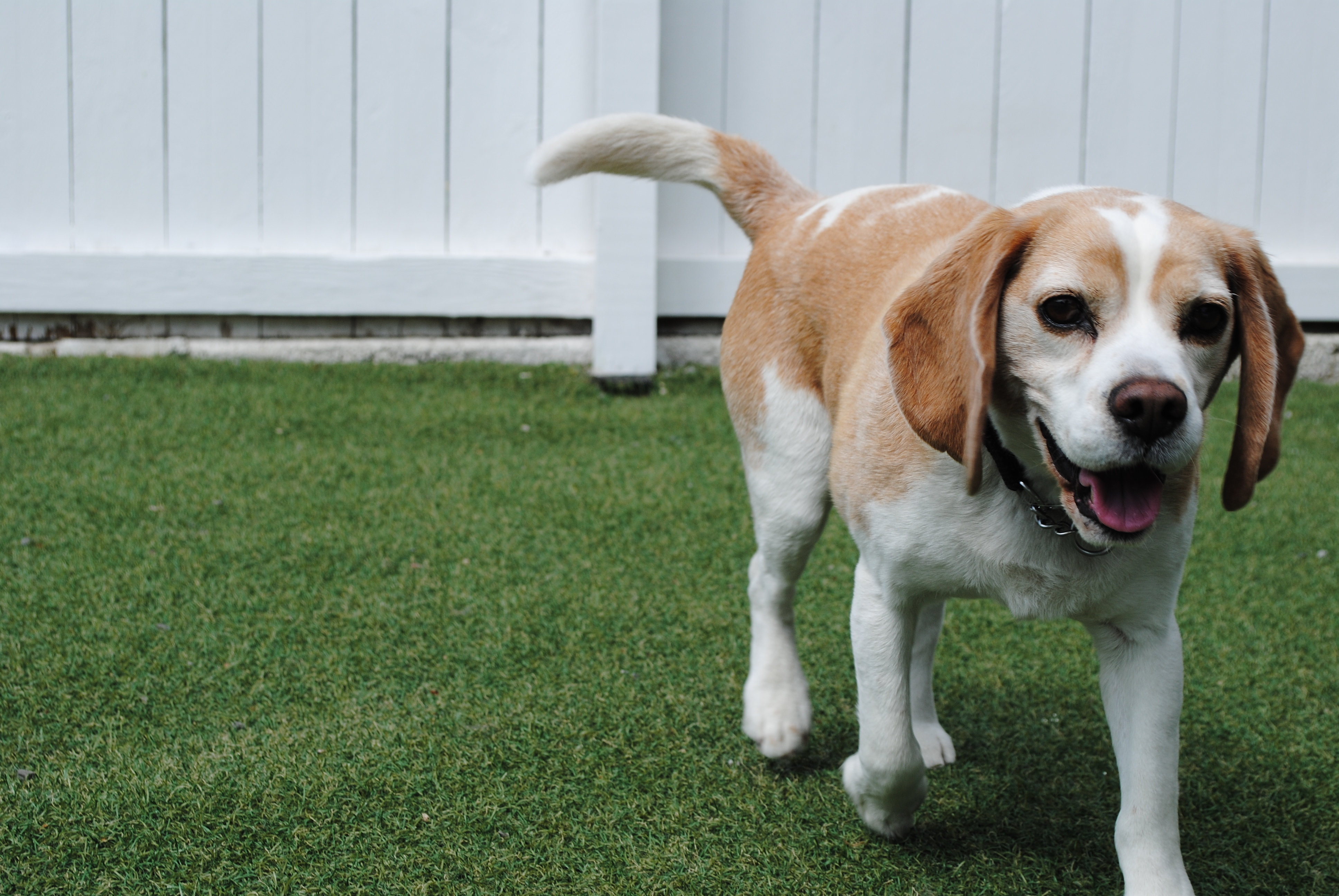 Lone pine beagles