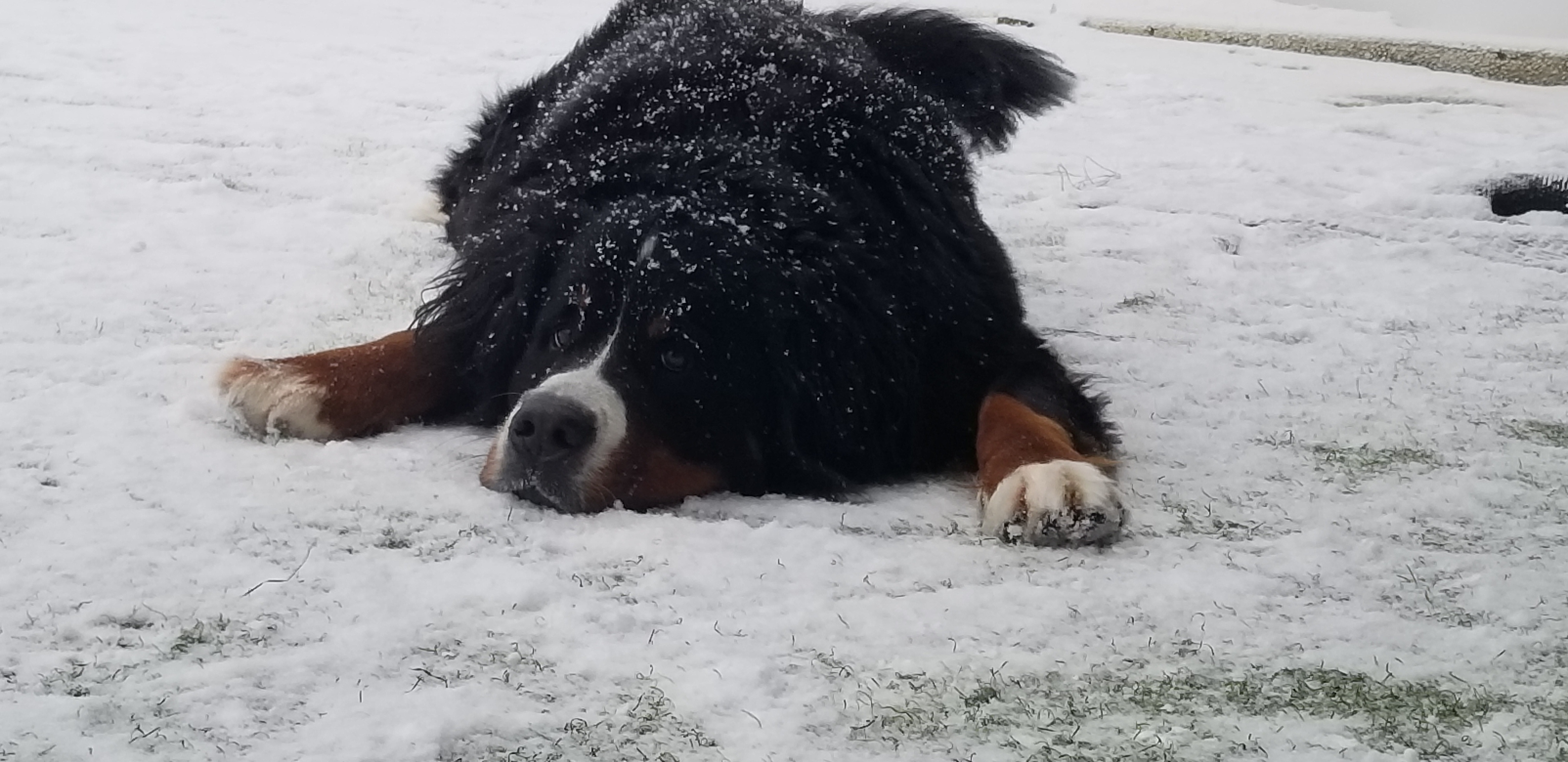 GALLERY lonepinekennel