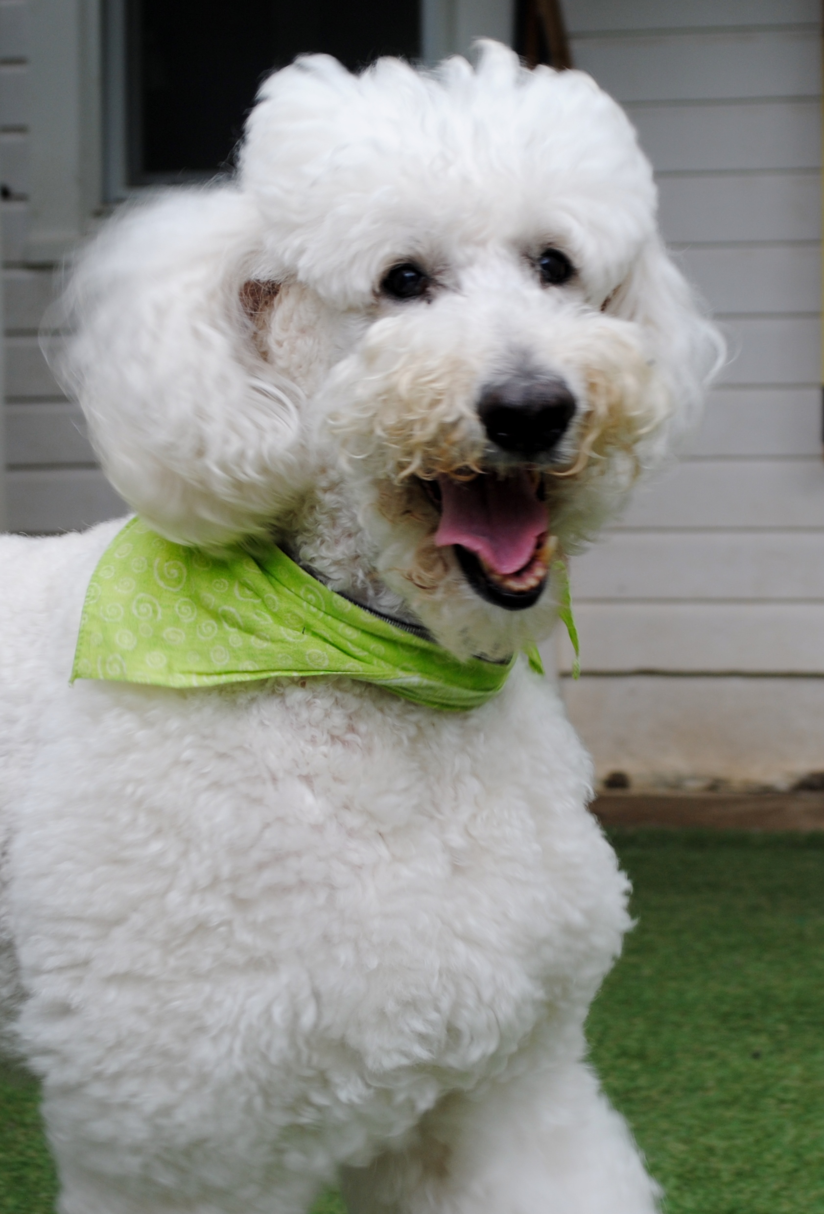 GALLERY lonepinekennel