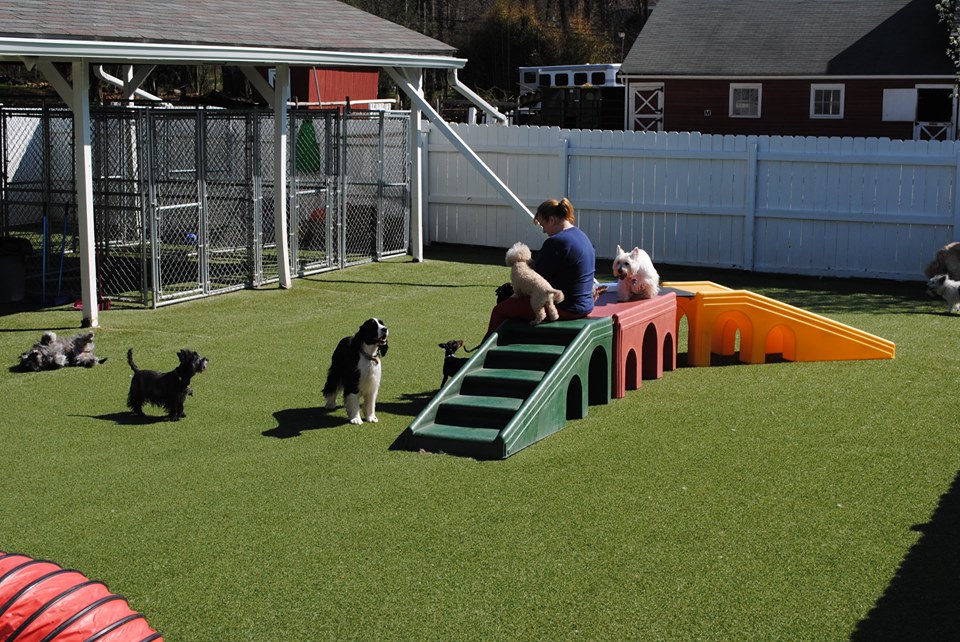 OUR STAFF lonepinekennel