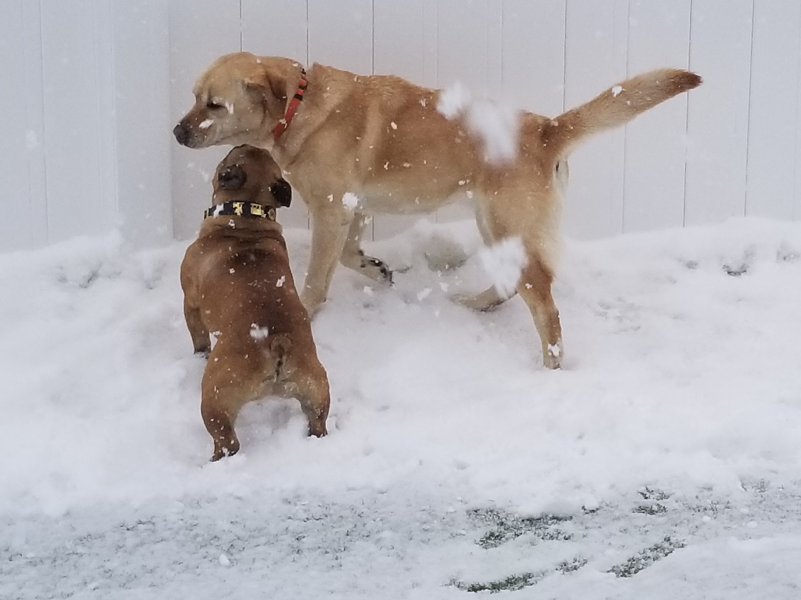 GALLERY lonepinekennel