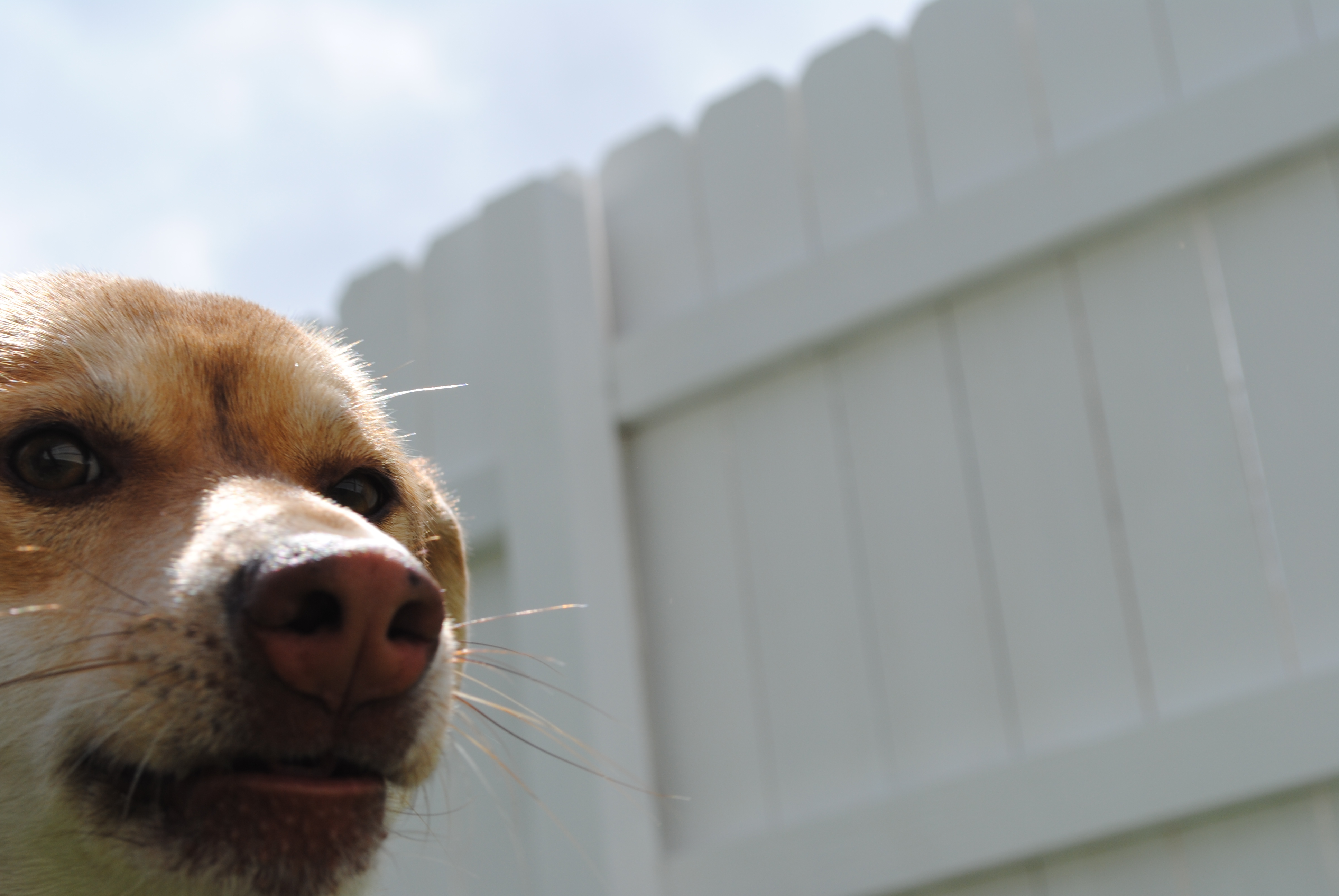 GALLERY lonepinekennel