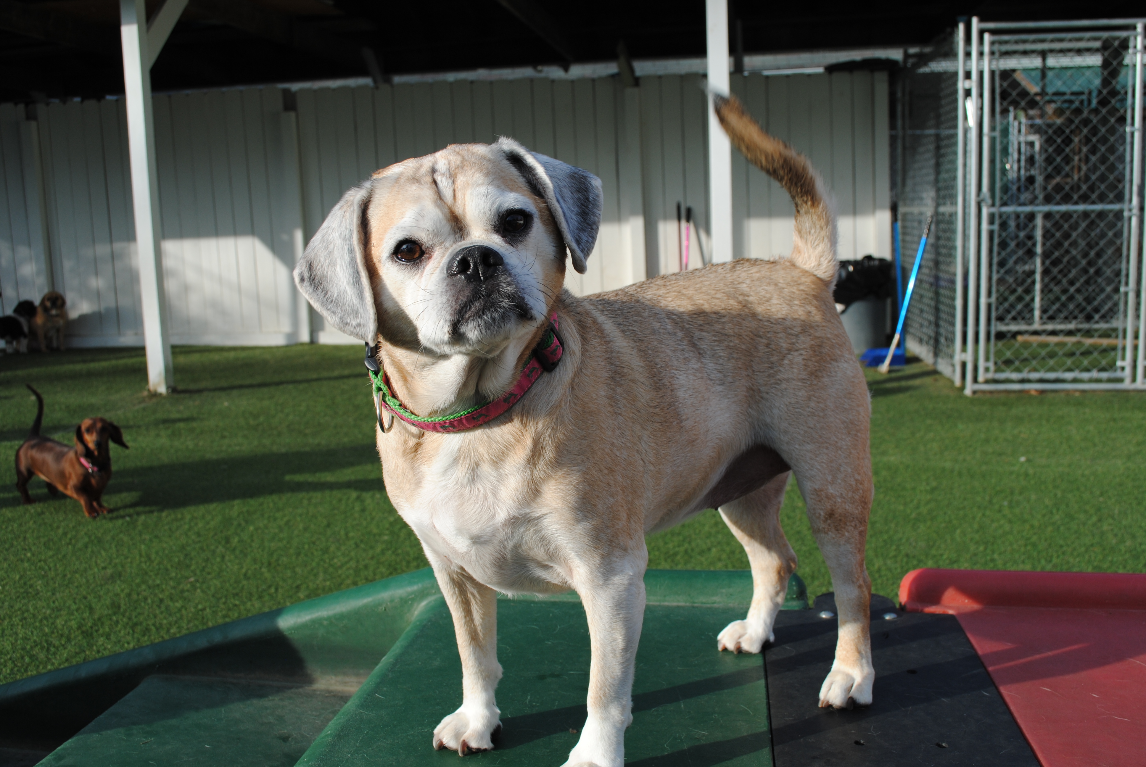 GALLERY lonepinekennel