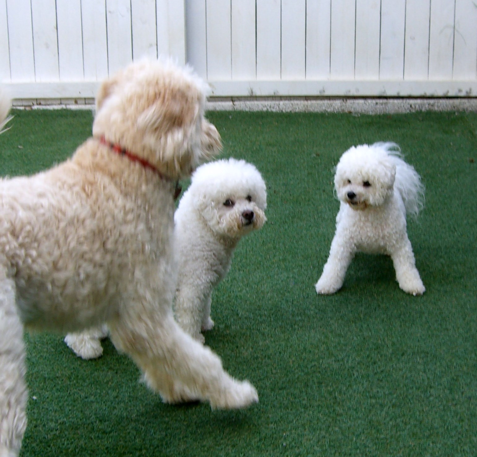 GALLERY lonepinekennel