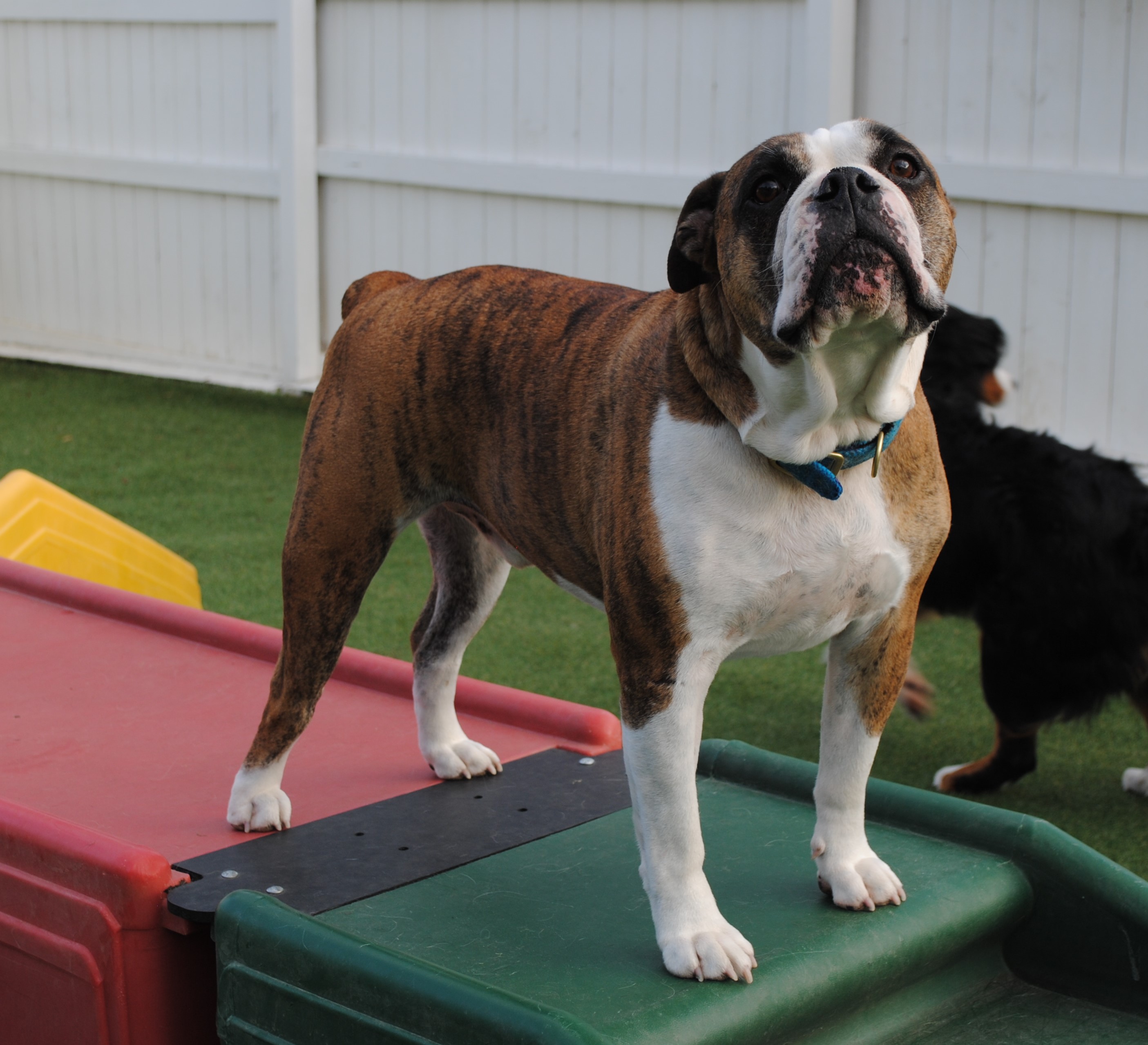 GALLERY lonepinekennel