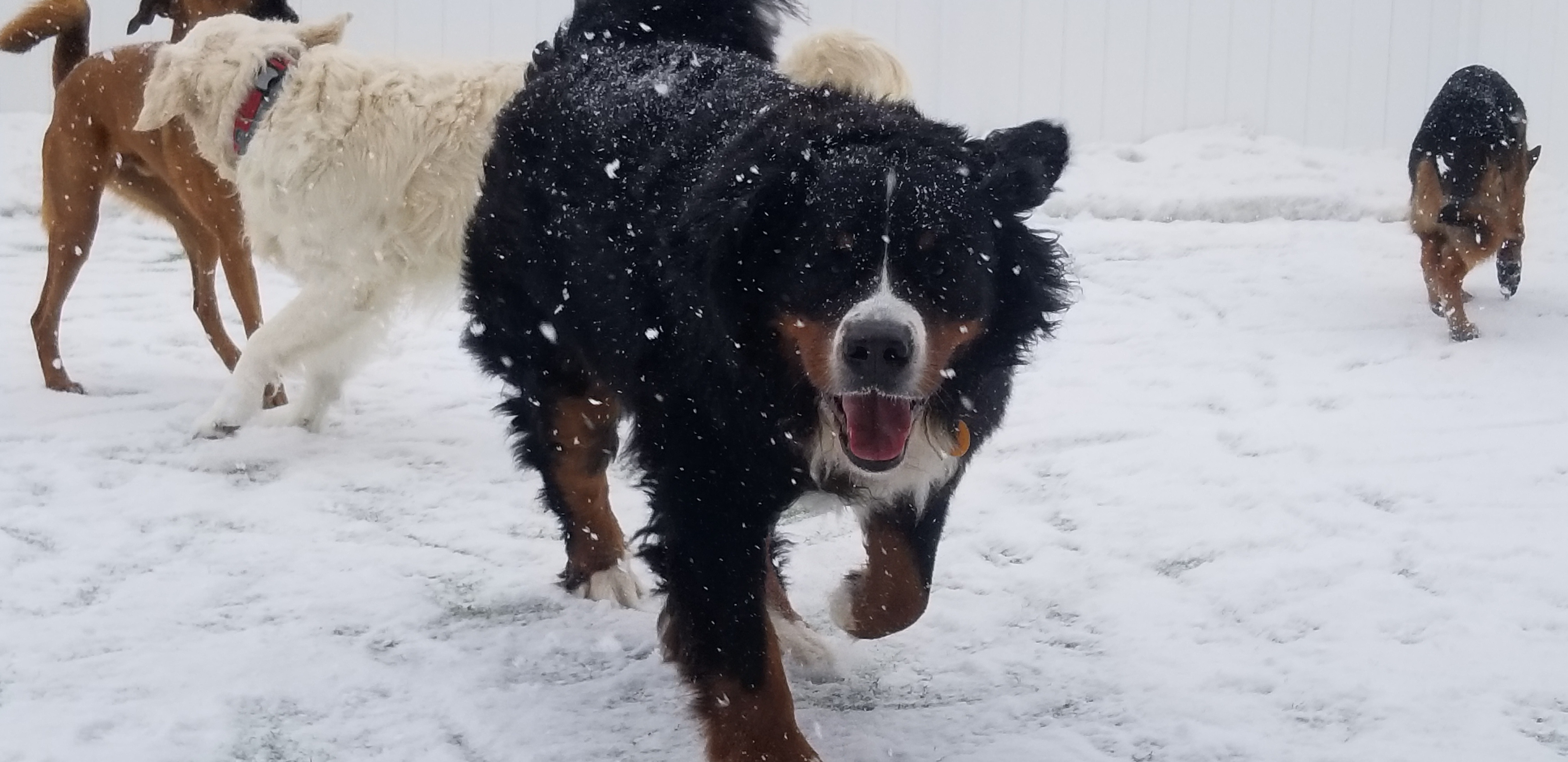 GALLERY lonepinekennel