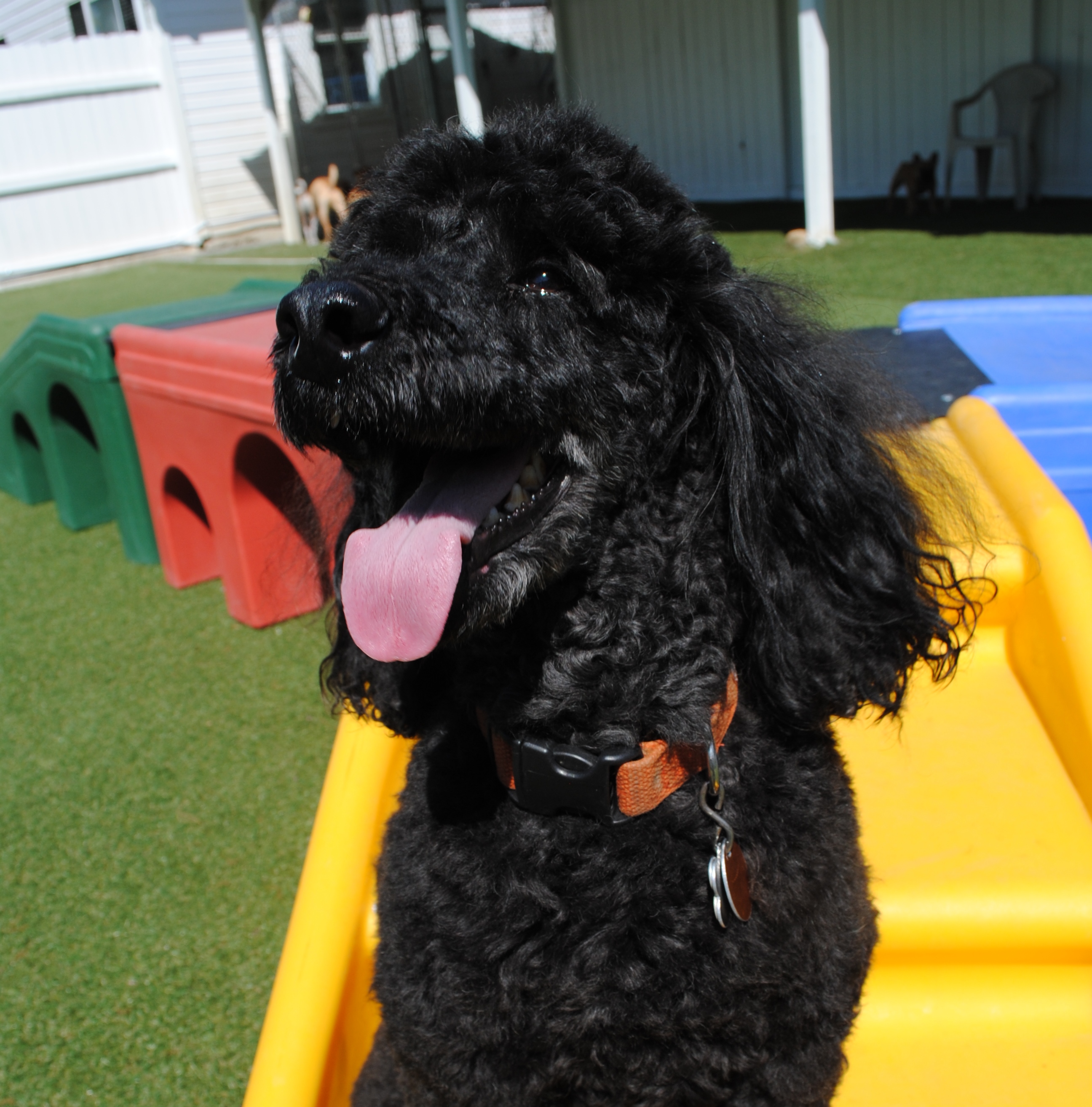 GALLERY lonepinekennel