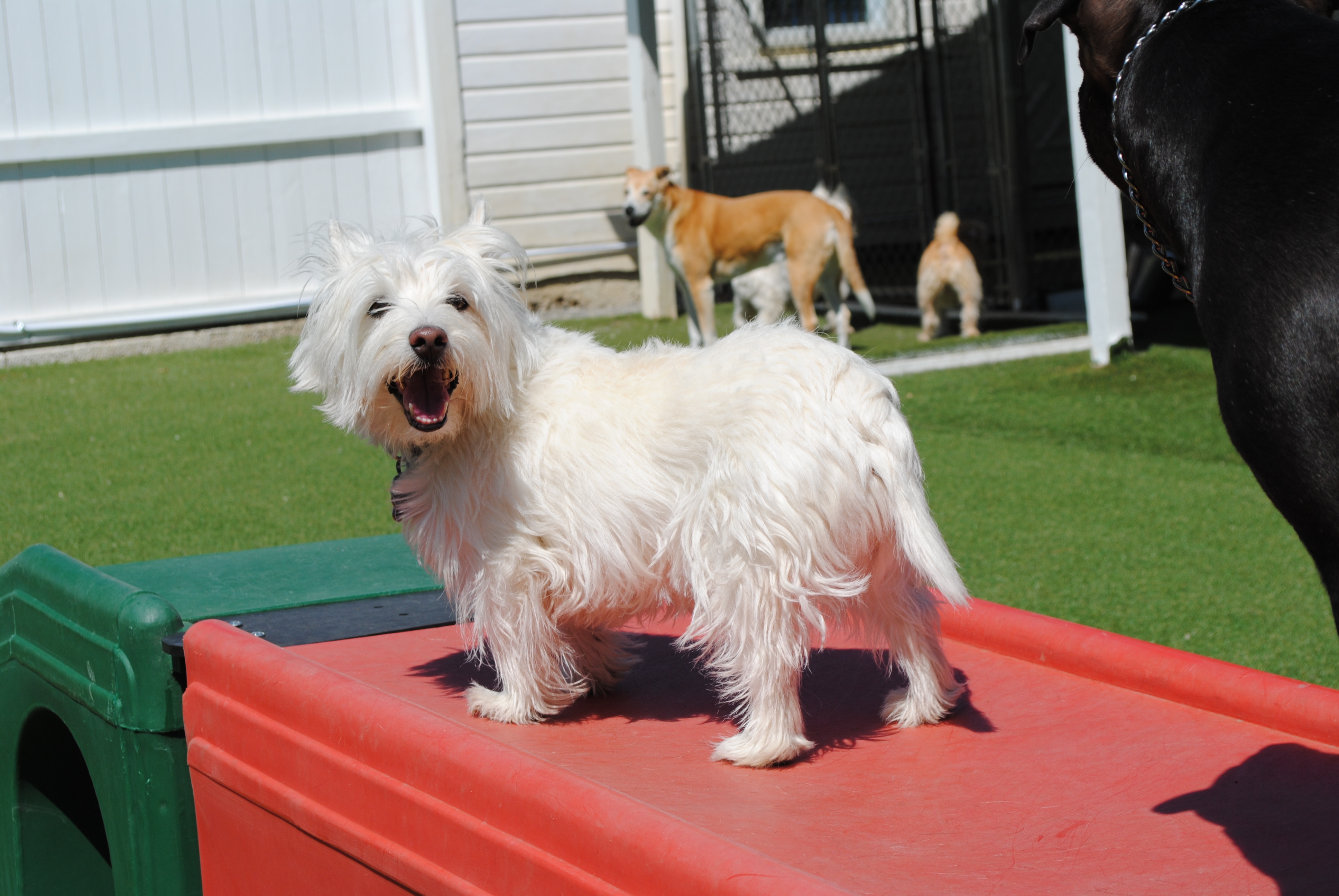 GALLERY lonepinekennel