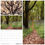 Thumbnail: Moods of Trees Calendar 2025 