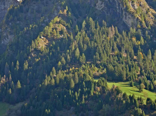 71 - FORESTAVIVA Settembre 2018