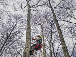 81 - FORESTAVIVA Marzo 2021