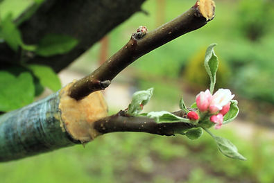 Grafted 3.jpg