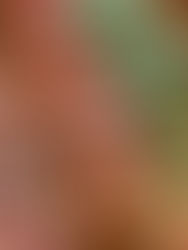 ototoilo（オトトイロ）のクリスマス会