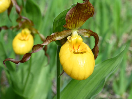 In Situ Conservation is Front and Center at the 2026 Native Orchid Conference in Green Bay, WI, U.S.A.