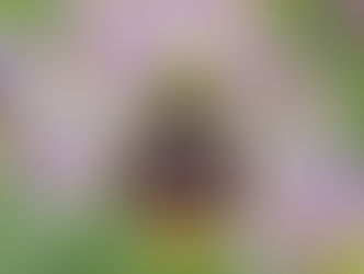 Mourning the Loss of Sara Magrini