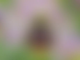 Mourning the Loss of Sara Magrini