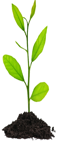 Planta-03.png