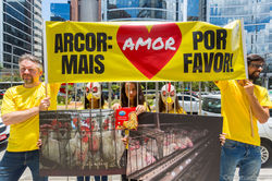 Ação Arcor - Sinergia Animal – Vila Olímpia/São Paulo – 11/12/2017