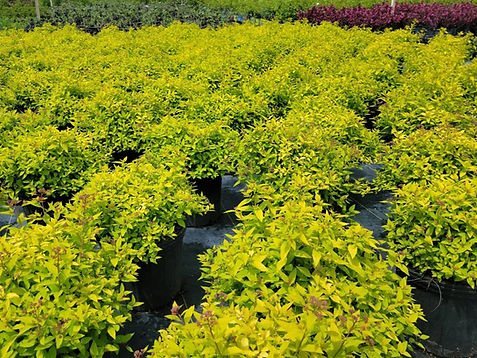 Buy wholesale plants, flowers, trees, and soil in the US