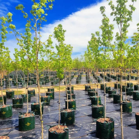 Buy direct and wholesale flowers, plants, trees, and soil in the Northern VA NOVA Washington DC Metro Area and across the Mid Atlantic of the USA.