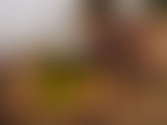 Óleo de Argan: Caros x Baratos