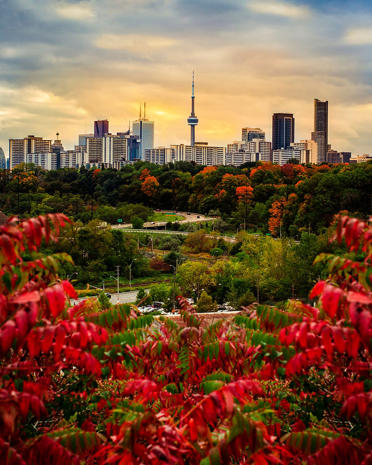 TORONTO CITY SKYLINE IN FALL - Beautiful sunset scene of Toronto in fallautumn with colorf