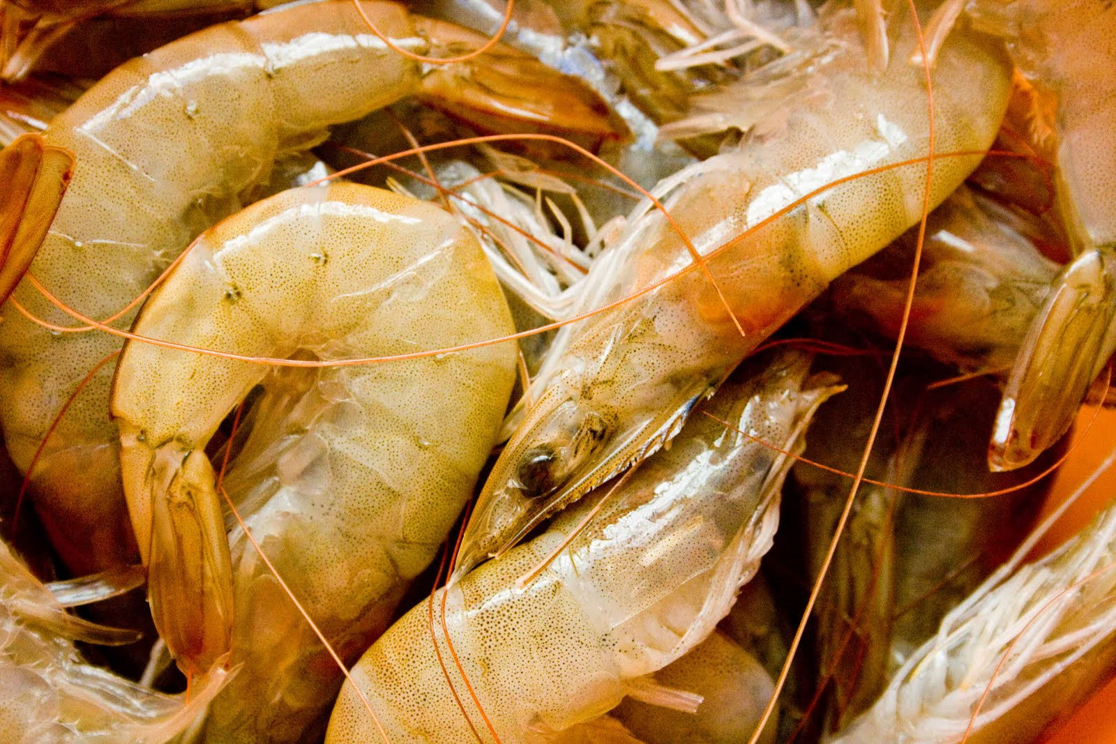 Udang Saiz L