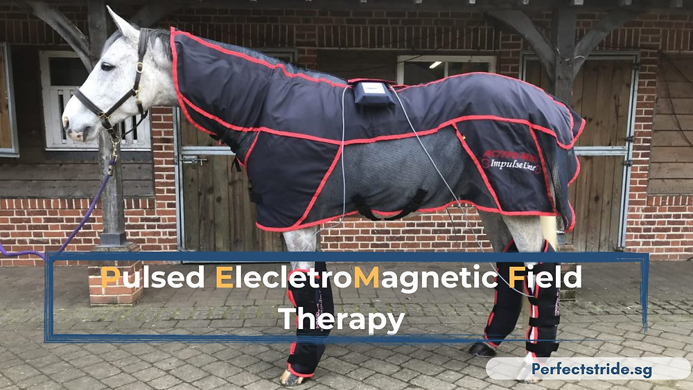 PEMF Therapy for Horses A Comprehensive Guide