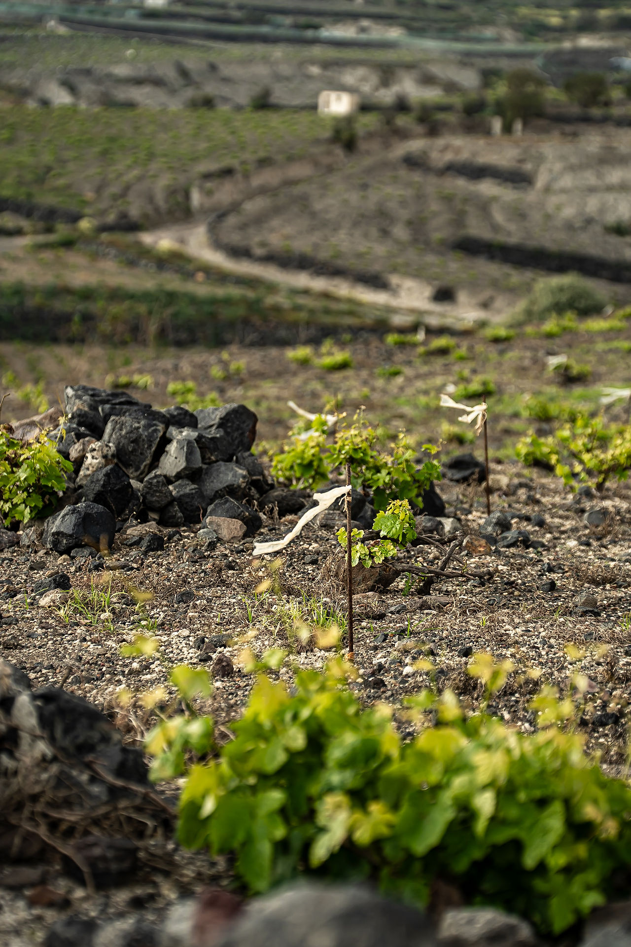 Beyond the most photographed spots, Santorini offers layers of cultures, geology and agriculture.