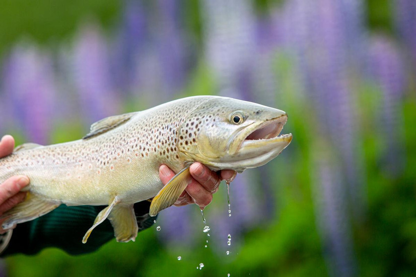 Eleven Río Palena Lodge