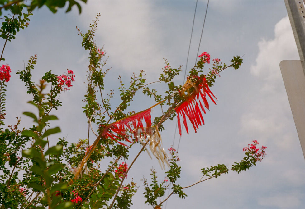Streamers in a Tree, Lafayette, LA