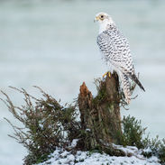 Gyr Falcon