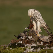 Gyr Falcon