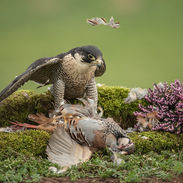 Peregrine