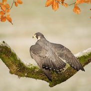 Peregrine