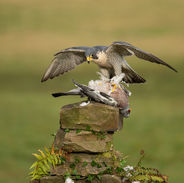 Peregrine