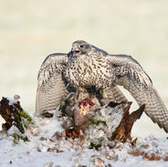 Gyr Falcon