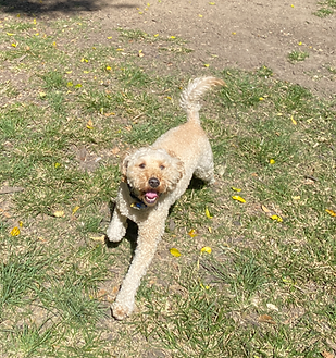 IMG_7821 3_edited_edited_edited.png