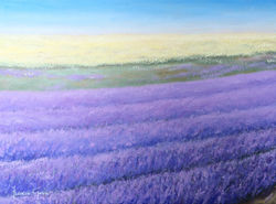 Campo di lavanda a Valensole