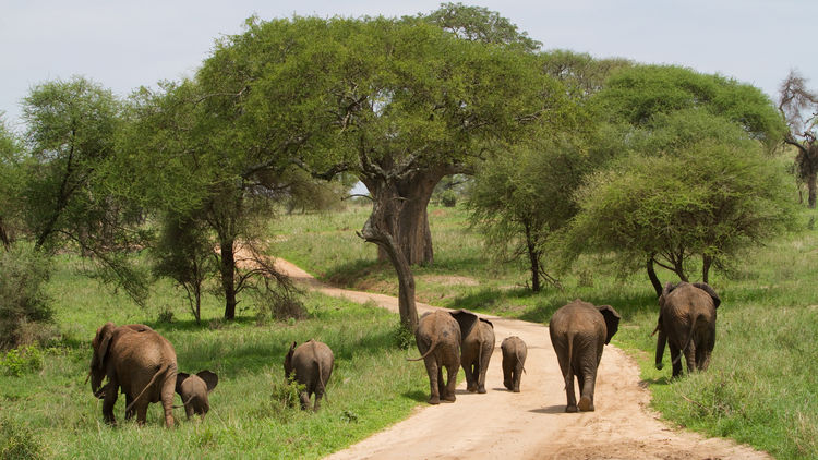 Watching Big 5 during the wildebeest migration in Tarangire Africa Safari Tour