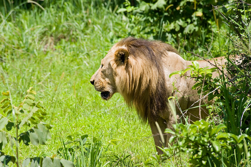Katavi National Park