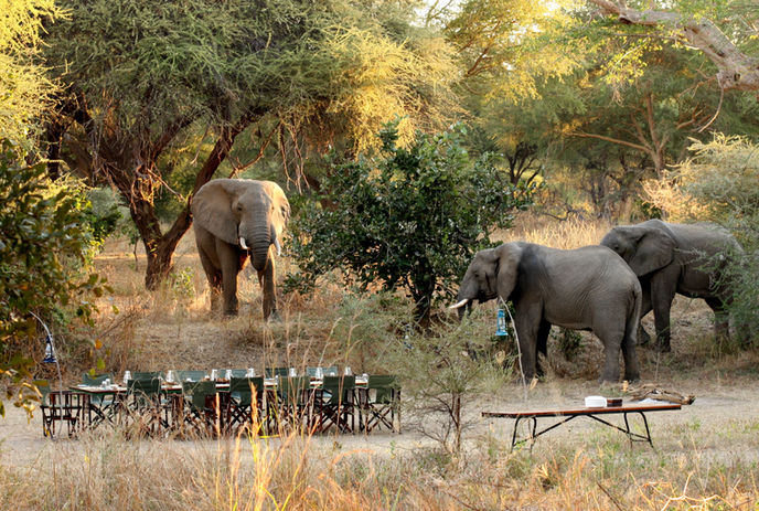 Elephants near Mdonya Old River Camp along the dry riverbed in Ruaha National Park.
