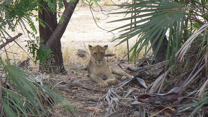 selous-mapumziko-lodge13.jpeg